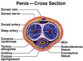 Penis Cross Section 