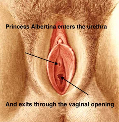 Diagram marked to show the urethra, where the Princess Albertina enters, and the vaginal opening, where it exits