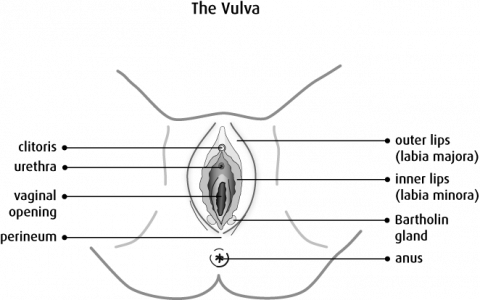 Vulva diagram Thumbnail