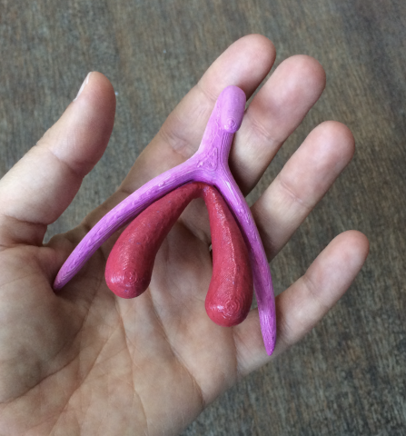 A 3d printed clitoris in a hand