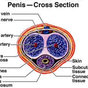 Cross section of penile anatomy Thumbnail